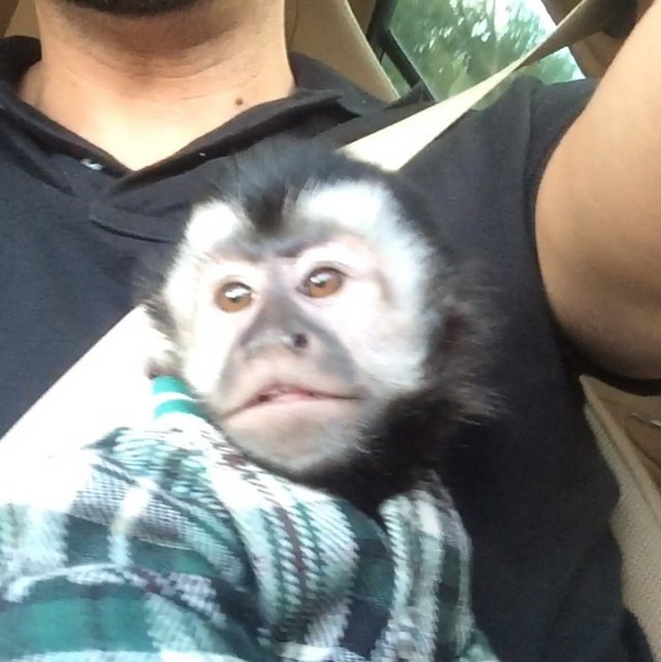 Twelves, o macaco do Latino (Foto: Reprodução/Instagram)