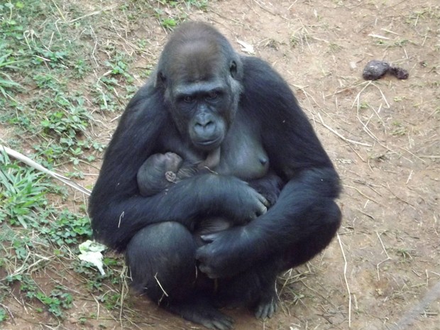 Nasce em Belo Horizonte o primeiro filhote de gorila da América do Sul. (Foto: Suziane Fonseca/ Fundação Zoo-Botânica)