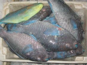 Pesca excessiva do budião-azul representa grande ameaça aos corais (Foto: Marília Previero)