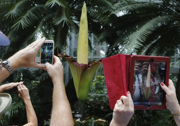 Planta Arum Titan floresce apenas três ou quatro vezes ao longo de seus 40 anos de vida (Foto: Larry Downing/Reuters)