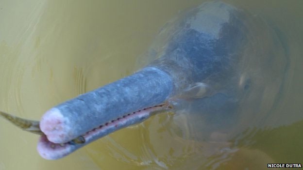 Eles são parecidos com os botos-cor-de-rosa, mas foram encontradas diferenças nos dentes e DNA (Fot Nicole Dutra/ BBC)