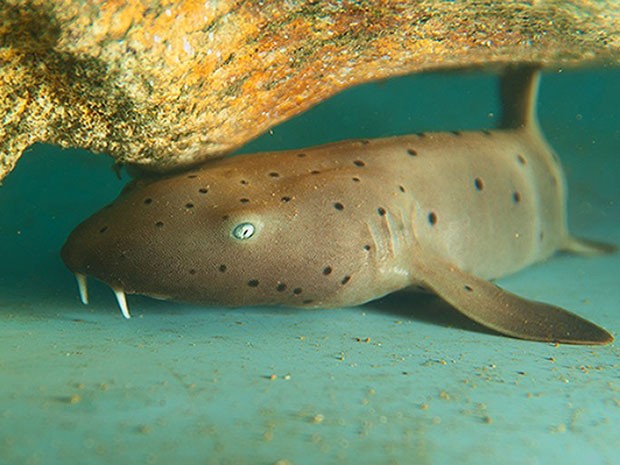 Notícias - Caso raro, tubarão- lixa nasce em aquário na Praia do Forte, na Bahia! Filhote_lixa_web