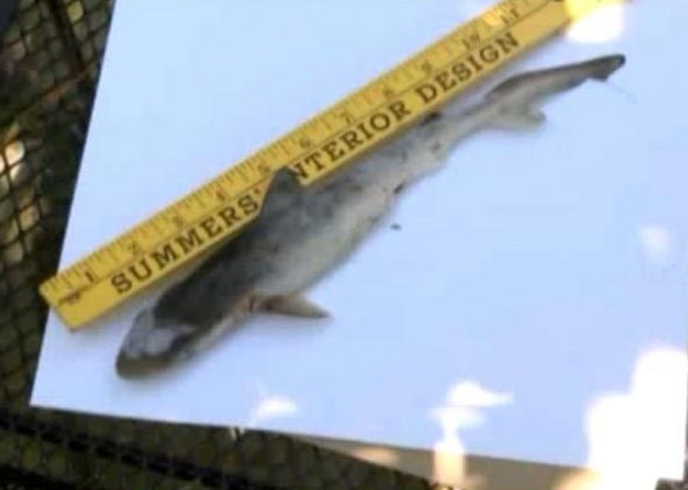 Pequeno tubarão foi parar no quintal de casa na Virgínia (Foto: Reprodução/YouTube/Forlan)