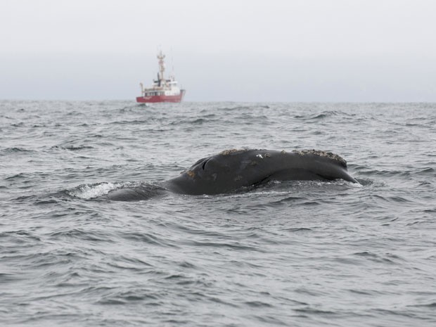 Baleia negra é avistada pela primeira vez em 60 anos na costa do Canadá (Foto: AFP/Fisheries and Oceans Canada)