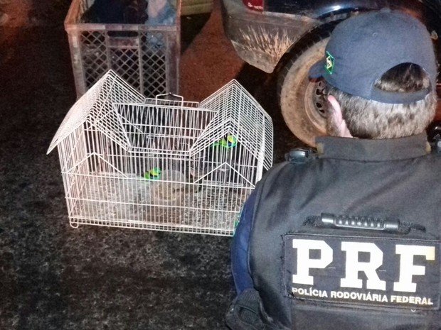 PRF apreendeu pássaros dentro de carro de dono de sítio em Miracatu (Foto: G1)