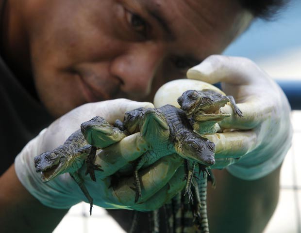 25 bebês crocodilos nasceram em fazenda nas Filipinas. (Foto: Reuters/Romeo Ranoco)