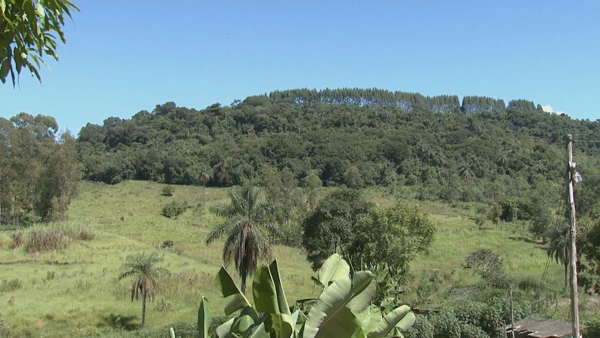 Tamba Laudos Confirmam Febre Amarela Em Tr S Macacos Encontrados