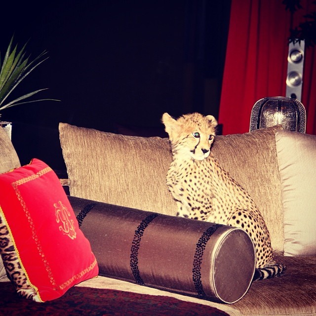 Paris Hilton postou foto de leopardo no sofá da casa de amiga (Foto: Reprodução/Instagram) Paris Hilton postou foto de leopardo no sofá da casa de amiga (Foto: Reprodução/Instagram)
