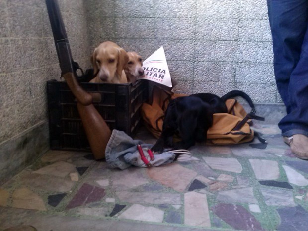 Apreensão cães caça Santos Dumont, MG (Foto: Polícia Militar/Divulgação)