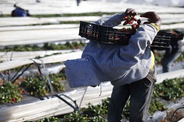  Agricultor coleta morango em Kenitra, no norte de Marrocos: agricultores têm quatro vezes maior risco de sofrer problemas lombares (Foto:  Reuters/Youssef Boudlal )