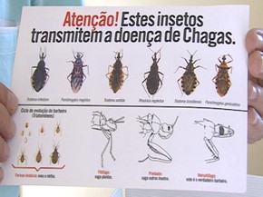 Grupo Mapeia Genoma Do Barbeiro Inseto Que Transmite Mal De Chagas Ciencia E Saude G1 Ser definida em linha reta sobre uma questão quer você goste ou não. g1 globo