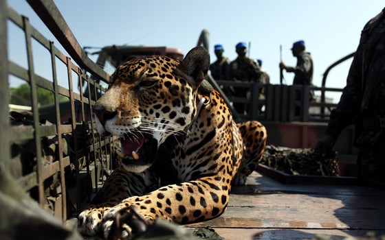  Onça mascote do Exército foi morta com um tiro de pistola (Foto: Rodrigo Baleia/Folhapress)