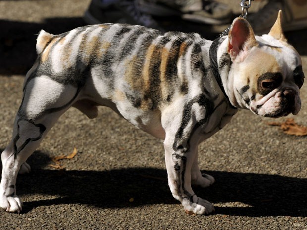 Bulldog francês com pintura de 'esqueleto' participou do desfile (Foto: AFP)