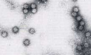 Human Papilloma Vírus – a HPV