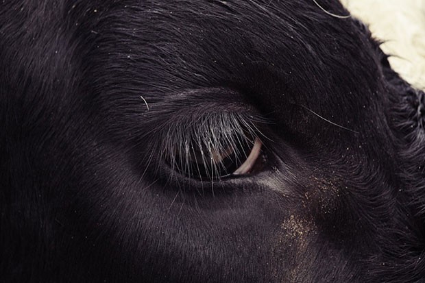O olhar de uma vaca, que normalmente fica aprisionada em fazendas (Foto: Oscar Ciutat/Creative Commons)