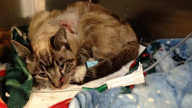 O gato Quiver se recupera (Foto: AP Photo/Washington Family Vet Clinic via The Spectrum)
