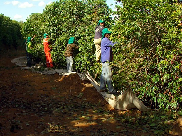 Trabalhadores apanham café na região de Campinas (Foto: Reprodução EPTV)