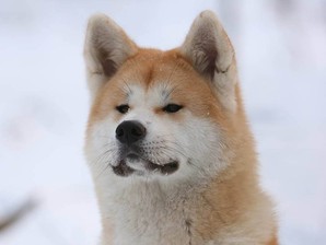 raça akita