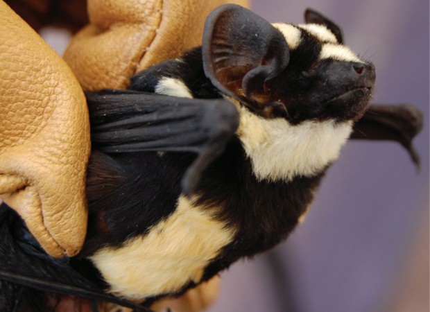 Morcego do recém-criado gênero 'Niumbaha', identificado no Sudão do Sul (Foto: Divulgação/ZooKeys)