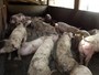 Abatedouro clandestino de porcos é fechado em Valinhos, SP Abatedouro clandestino de porcos é fechado em Valinhos, SP