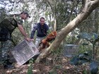 Projeto do Ibama transfere bugios ruivos para reserva ambiental no RS