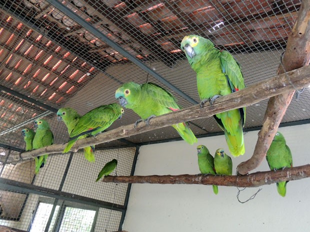 Papagaios apreendidos no RN voltarão a viver em liberdade no Mato Grosso (Foto: Airton de Grande/Ibama)