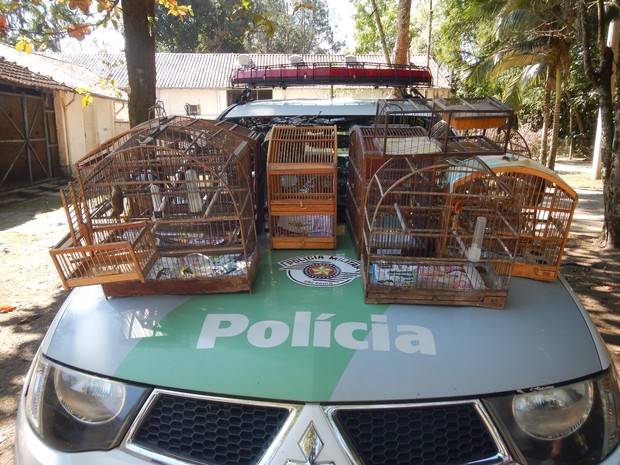 Aves serão devolvidas à natureza (Foto: Divulgação/Polícia Ambiental )
