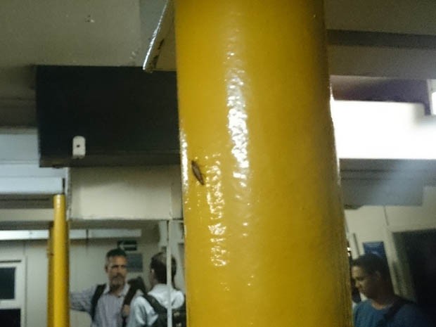 Os fiscais do Procon-RJ encontraram baratas na barca Itapuca. (Foto: Divulgação/ Procon-RJ)