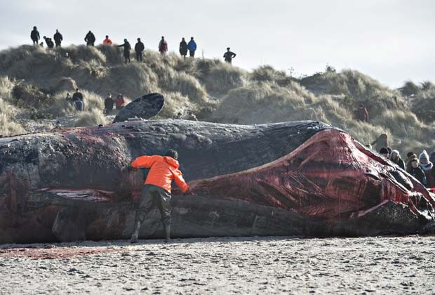 Biólogos fazem autópsia de baleias cachalote encontrada encalhada em praia da Dinamarca (Fot AFP Photo / Scanpix Denmark / Claus Fisker / DENMARK OUT)
