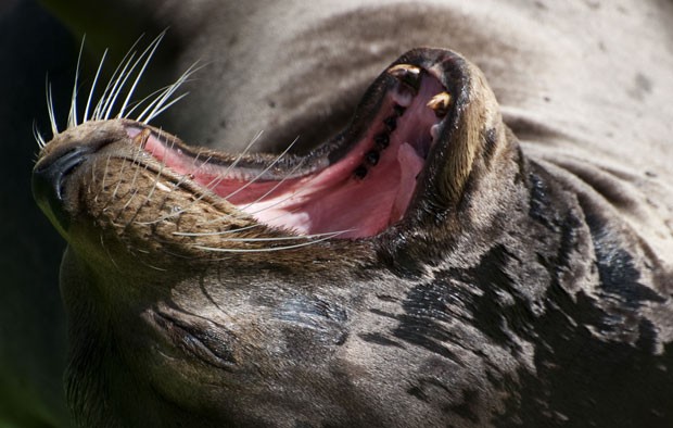 Nem os animais escapam de serem flagrados em 'cenas indiscretas'. Um leão-marinho foi fotografado nesta quarta-feira (15) bocejando em seu recinto de zoológico em Berlim, na Alemanha. (Foto: Barbara Faxi/AFP)