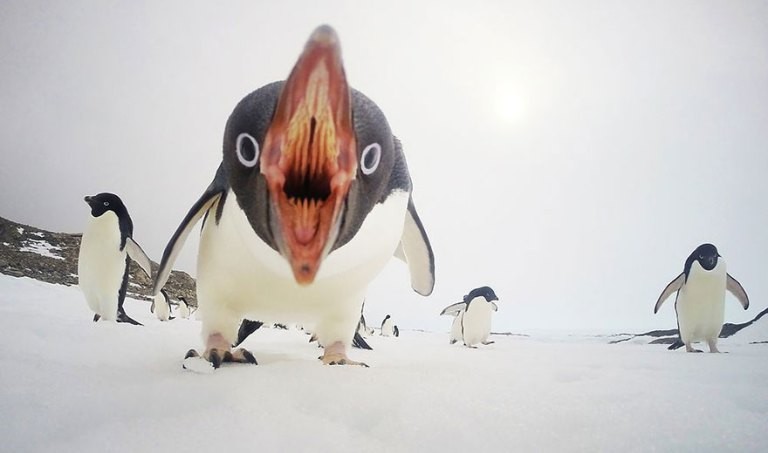 Clinton Berry – When Penguins Attack (Foto: Clinton Berry/National Geographic)
