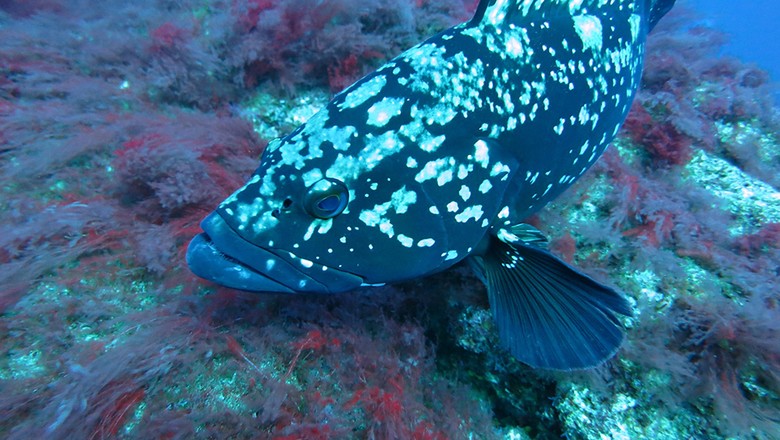 garoupa-peixe-resgate-extinção (Foto: Banco de Imagens)