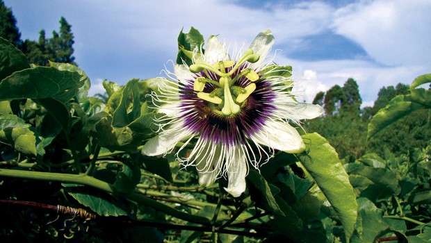 A flor desse maracujá é polinizada por um único tipo de inseto, a mamangava (Foto: Giselda Person / TG)