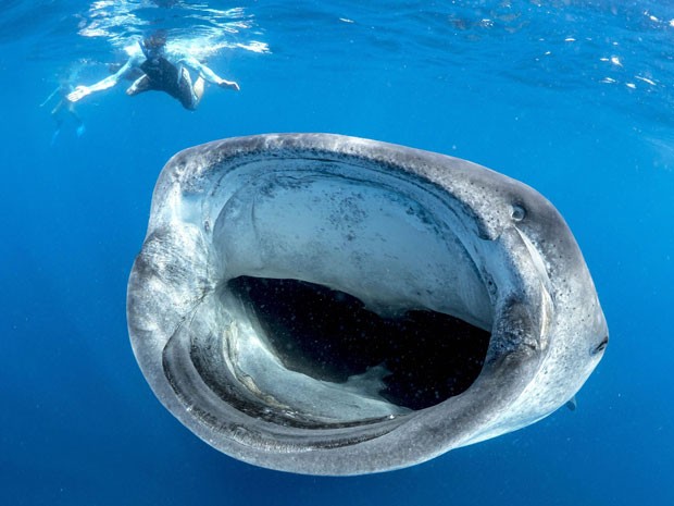 Bilogo marinho queria registrar um tubaro-baleia de boca aberta; foto foi tirada em megulho na Isla Mujeres, prxima a Cancn, no Mxico (Foto: Simon Pierce/Mercury Press/Caters)