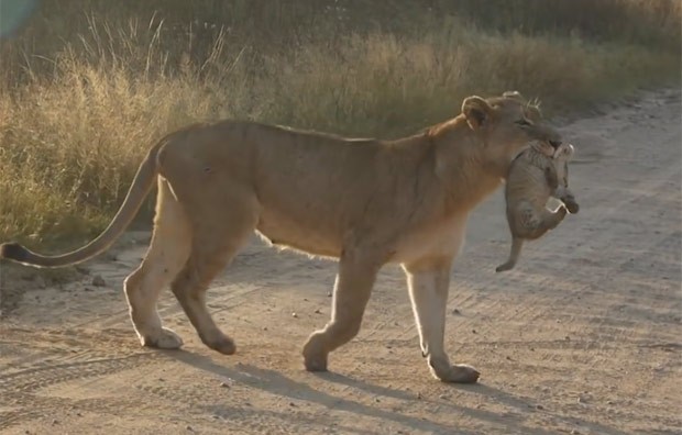 Leoa foi filmada ajudando filhote a atravessar estrada de terra em parque africano (Foto: Reprodução/YouTube/Kruger National Park) Leoa foi filmada ajudando filhote a atravessar estrada de terra em parque africano (Foto: Reprodução/YouTube/Kruger National Park)