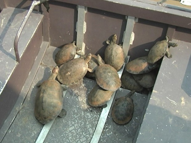 Quelônios serão devolvidos a natureza (Foto: Reprodução/ TV Tapajós) Quelônios serão devolvidos a natureza (Foto: Reprodução/ TV Tapajós)