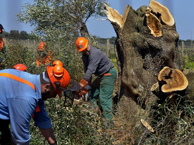 Trabalhadores cortam pé de oliveira em Oria, na Itália, em 13 de abril de 2015. Bactéria que já prejudicou plantações italianas chegou à França, informou o governo (Foto: Gaetano Loporto/AP)