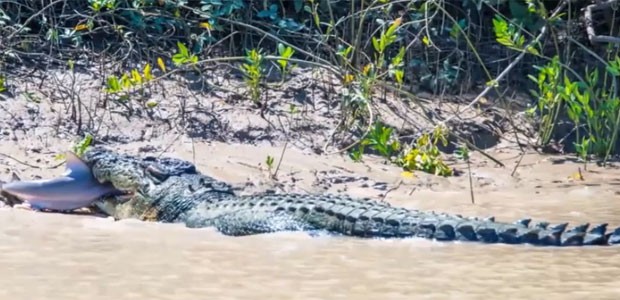 g1 crocodilo monstro é flagrado devorando tubarão em rio