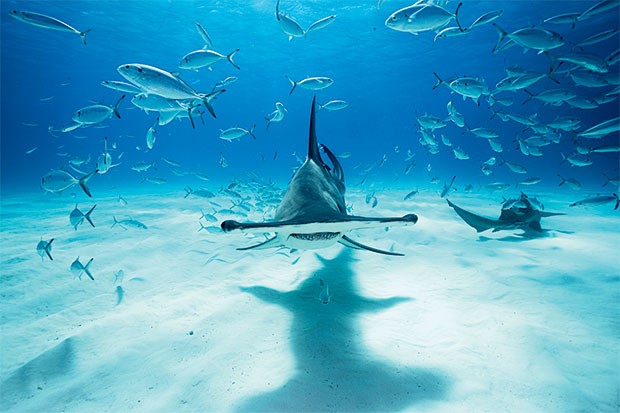 FUNÇÃO NATURAL Tubarão-martelo no Mar do Caribe. A espécie é perigosa, mas ajuda a manter o equilíbrio da cadeia alimentar na região (Foto: Lucas Pupo)