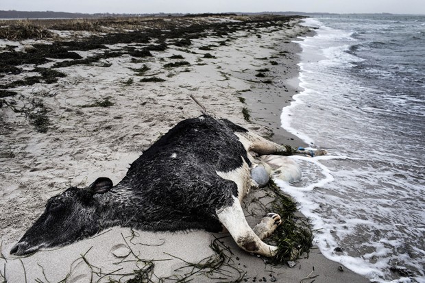 Cerca de 11 animais apareceram mortos na costa de dois países na Escandinávia, e episódio deixou as autoridades intrigadas (Foto:  Polfoto, Niels Hougaard/AP)