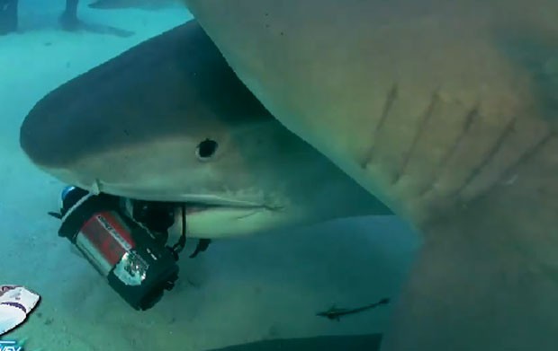 Tubarão-tigre de roubou câmera de US$ 10 mil (R$ 26 mil) de mergulhador  (Foto: Reprodução/Facebook/Guy Harvey)