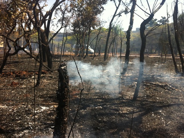 O fogo queimou área de floresta nas quadras 415/416, na Asa Norte (Foto: Lucas Nanini)