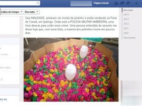 Pintinhos Coloridos Artificialmente Sao Vendidos Em Feira Popular Em Mg Vales De Minas Gerais G1 Blusas colorido informal de gola v manga comprida (1645707339). g1 globo