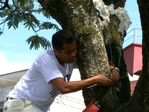 Associação pendurou orquídeas em algumas árvores (Foto: Reprodução/ TV Gazeta)