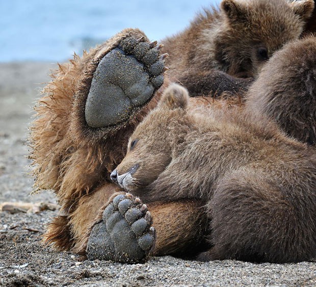 Filhotes de urso e suas mães (Foto: Nikolai Zinoviev/ Divulgação) Filhotes de urso e suas mães (Foto: Nikolai Zinoviev/ Divulgação)