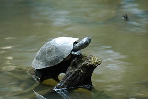 Mercúrio estaria afetando tartarugas do Rio Tapajós no Pará (Foto: Ary Souza/ O Liberal)