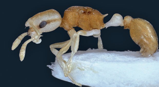 Exemplar de formiga-pirata, novo inseto que foi encontrado nas Filipinas (Foto: Divulgação/Bernhard Seifert)