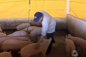 Fim de embargo argentino deve aliviar pressão na suinocultura (Reprodução/TV Morena)