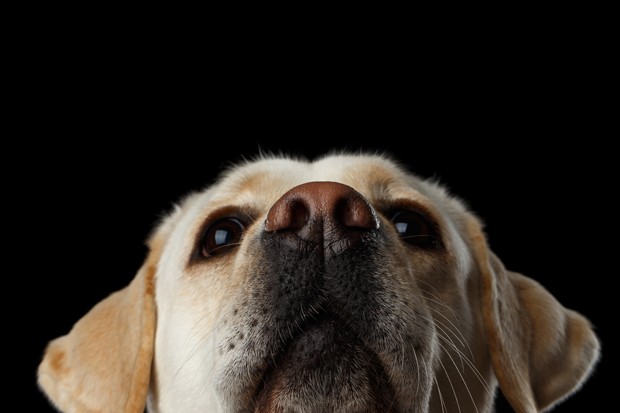 Close-up portrait of beige Labrador retriever dog raising up nose in front view isolated black background (Foto: Getty Images/iStockphoto)