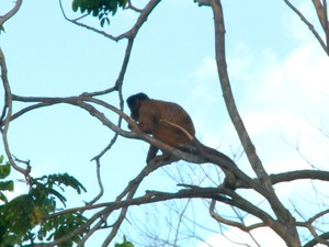 Animais estão sendo remanejados para outras áreas  (Foto: Ellyo Teixeira/G1)